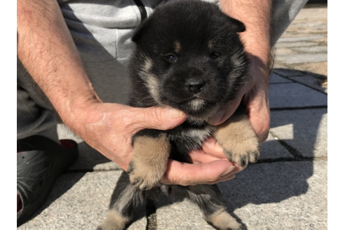 成約済の長崎県の柴犬-58892の4枚目
